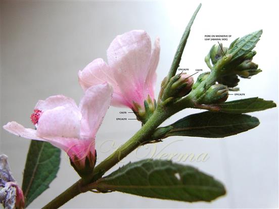  Epicalyx, Calyx and pore on leaf